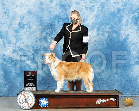 Border Collie #14 Sat BOS Judge Kimberly Meredith_MMJ_1669_Mdlnd21_HR3