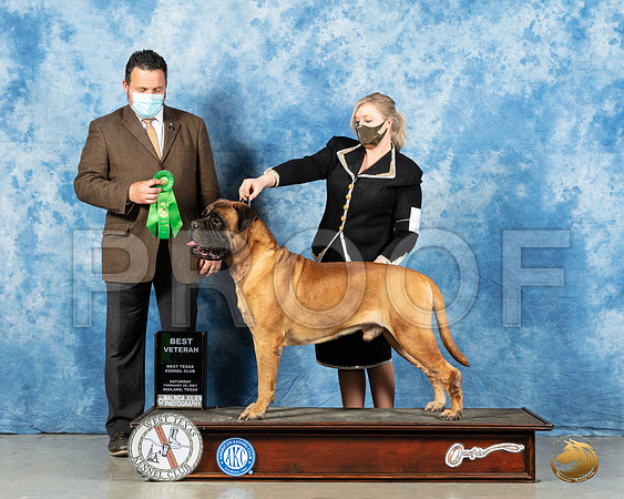 Bullmastiff #7 Sat BVIS Judge Clint Livingston_MMJ_1651_Mdlnd21_HR3