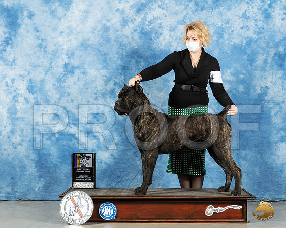 Cane Corso #17 Sat BOW Judge Carolyn Herbel_MMJ_1226_Mdlnd21_HR3