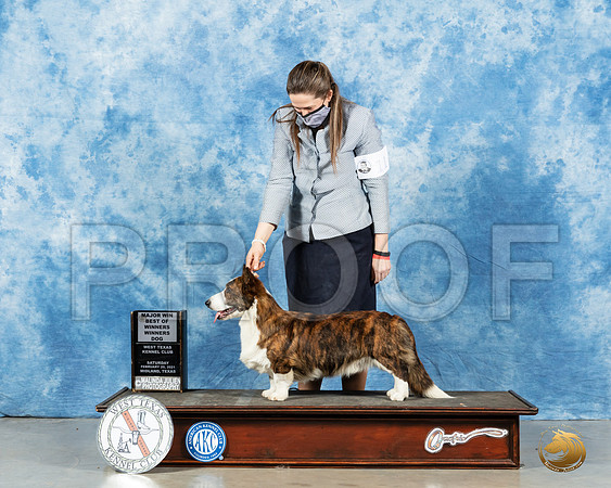 Cardigan Welsh Corgi #11 Sat BOW Judge Denny Mounce_MMJ_1251_Mdlnd21_HR3
