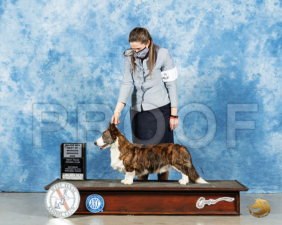 Cardigan Welsh Corgi #11 Sat BOW Judge Denny Mounce_MMJ_1252_Mdlnd21_HR3