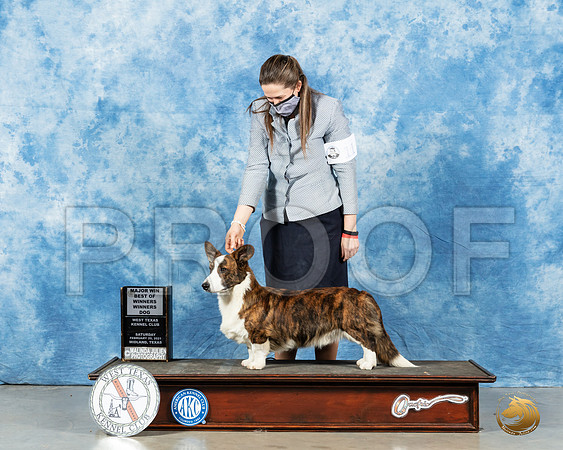 Cardigan Welsh Corgi #11 Sat BOW Judge Denny Mounce_MMJ_1255_Mdlnd21_HR3