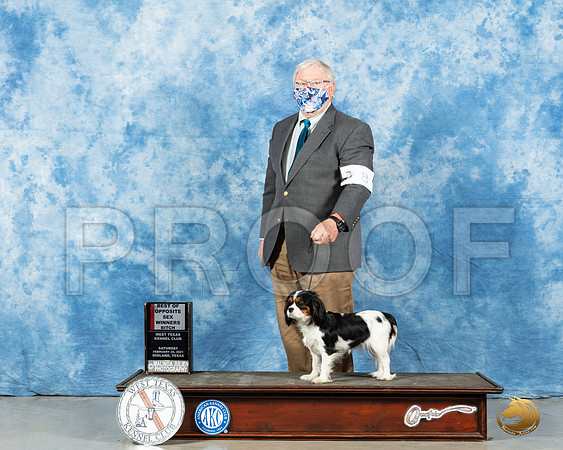 Cavalier King Charles Spaniel #8 Sat BOS Judge Ted Eubanks_MMJ_1235_Mdlnd21_HR3