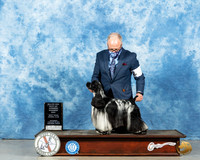 Cocker Spaniel Parti #17 Sat Judge BOW Judge Judith Brown