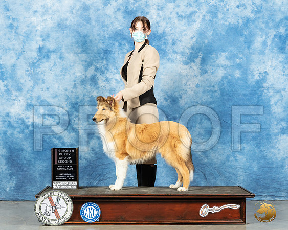Collie Rough #6 Sat 4to6G2 Judge John Booth_MMJ_1657_Mdlnd21_HR3