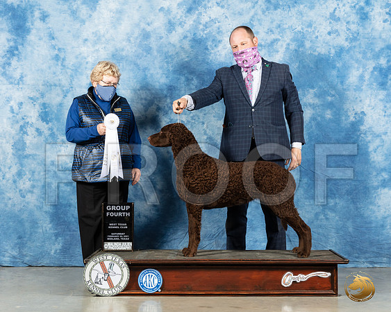 Curly Coated Retriever #6 Sat G4 Judge Judith Brown_MMJ_1632_Mdlnd21_HR3