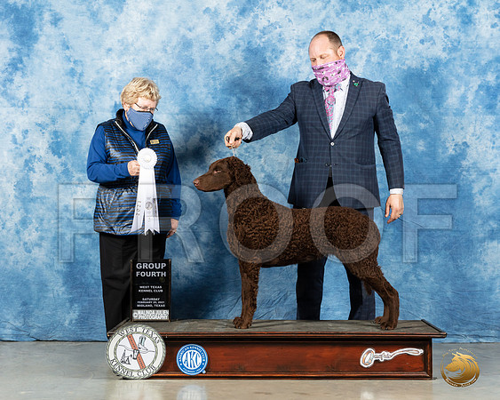 Curly Coated Retriever #6 Sat G4 Judge Judith Brown_MMJ_1639_Mdlnd21_HR3