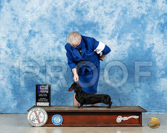 Dachshund Smooth #18 Sat WB Judge Peggy Lloyd_MMJ_1336_Mdlnd21_HR3