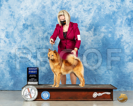 Finnish Spitz #? G1_MMJ_1364_Mdlnd21_HR3
