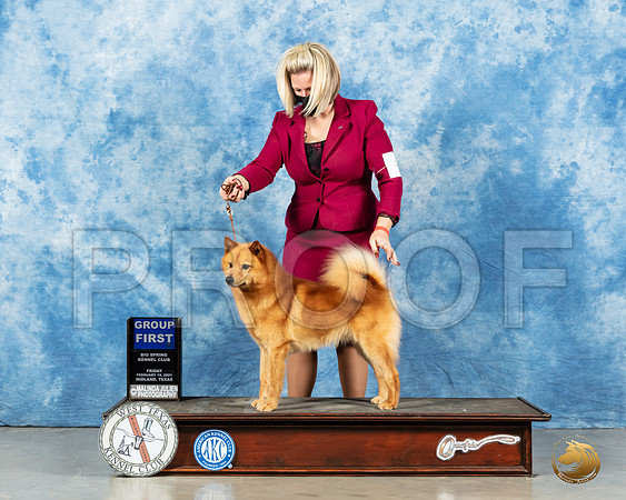 Finnish Spitz #? G1_MMJ_1365_Mdlnd21_HR3