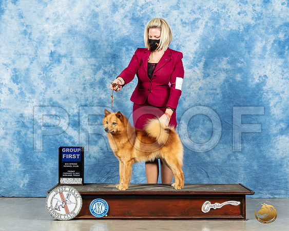 Finnish Spitz #? G1_MMJ_1366_Mdlnd21_HR3