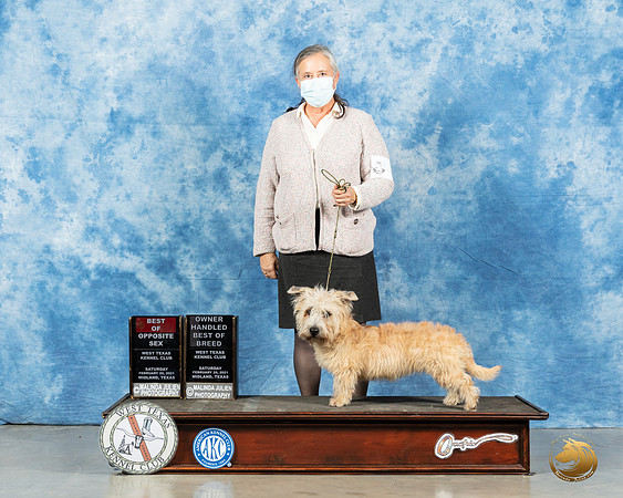 Glen of Imaal Terrier #6 Sat BOS BOH Judge Elizabeth Muthard_MMJ_1295_Mdlnd21_HR3