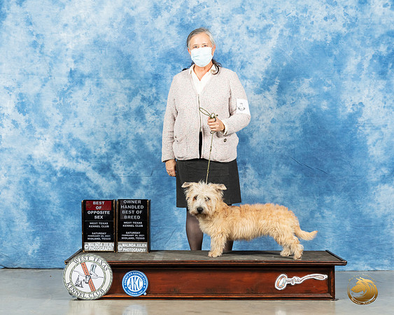Glen of Imaal Terrier #6 Sat BOS BOH Judge Elizabeth Muthard_MMJ_1296_Mdlnd21_HR3