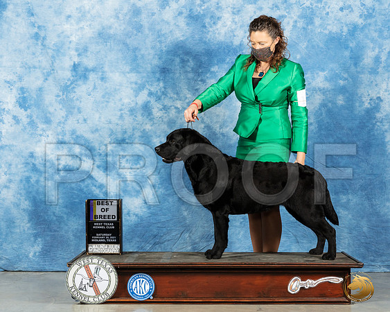 Labrador Retriever #11 Sat BOB Judge Nancy Simmons_MMJ_1603_Mdlnd21_HR3