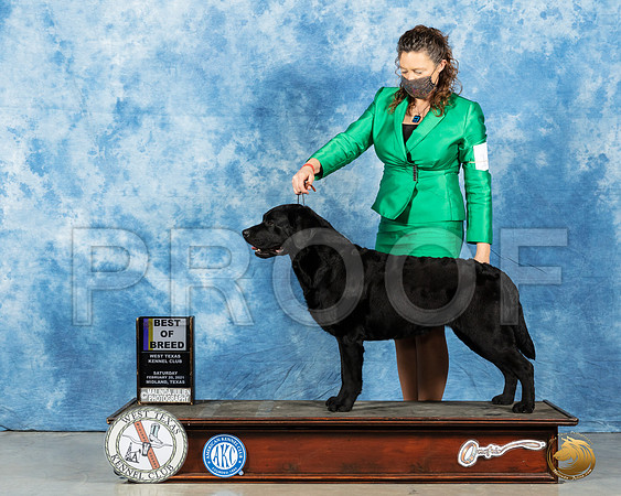 Labrador Retriever #11 Sat BOB Judge Nancy Simmons_MMJ_1604_Mdlnd21_HR3