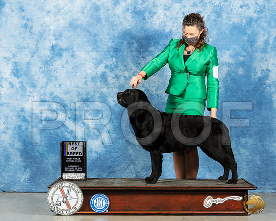 Labrador Retriever #11 Sat BOB Judge Nancy Simmons_MMJ_1608_Mdlnd21_HR3