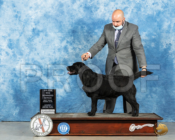 Labrador Retriever #24 Sat WB Judge?_MMJ_1478_Mdlnd21_HR3