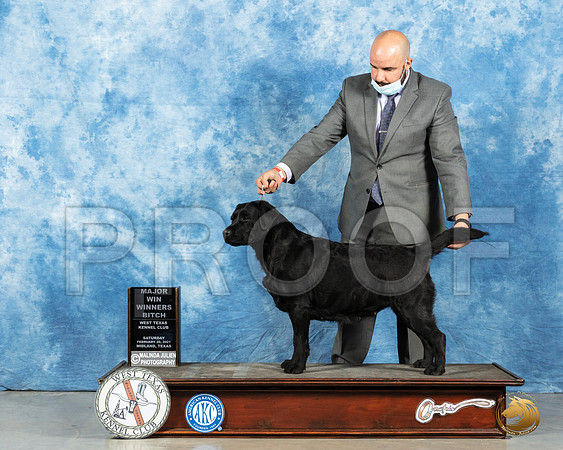 Labrador Retriever #24 Sat WB Judge?_MMJ_1479_Mdlnd21_HR3