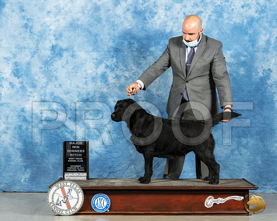 Labrador Retriever #24 Sat WB Judge?_MMJ_1481_Mdlnd21_HR3