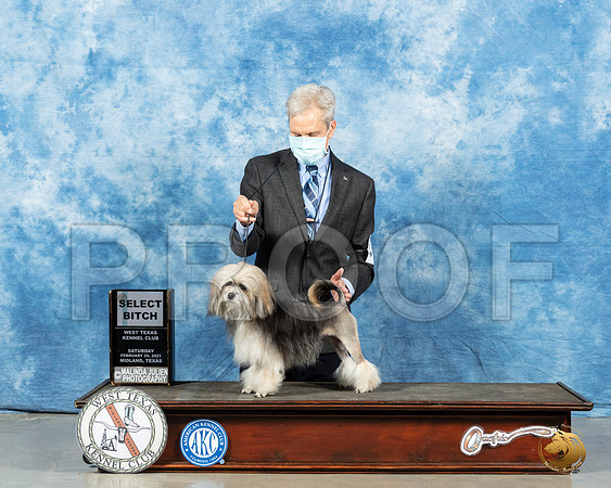 Lowchen #16 Sat SB Judge Dr Steve Keating_MMJ_1194_Mdlnd21_HR3