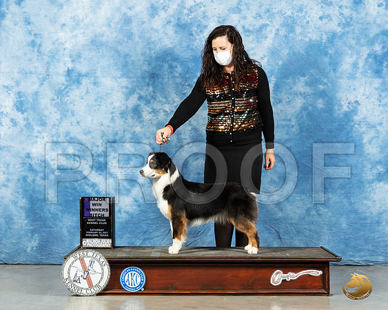 Minature American Shepherd #30 Sat WB Judge Denny Mounce_MMJ_1412_Mdlnd21_HR3