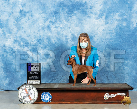 Miniature Pinscher #18 WB Sat Judge Charles Olvis_MMJ_1136_Mdlnd21_HR3
