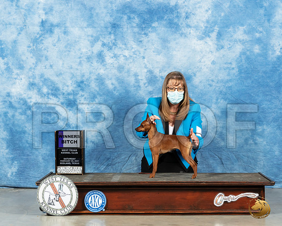 Miniature Pinscher #18 WB Sat Judge Charles Olvis_MMJ_1138_Mdlnd21_HR3