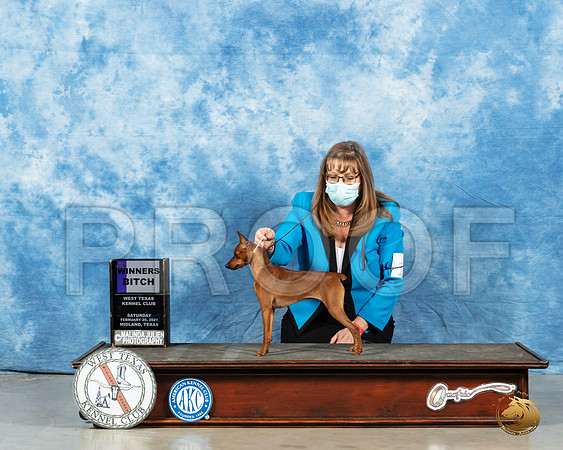 Miniature Pinscher #18 WB Sat Judge Charles Olvis_MMJ_1140_Mdlnd21_HR3