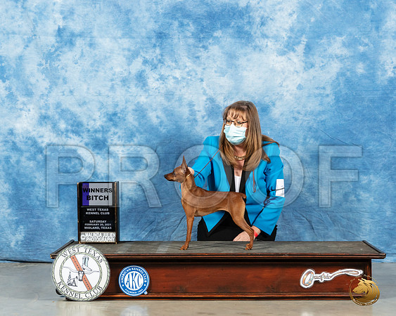 Miniature Pinscher #18 WB Sat Judge Charles Olvis_MMJ_1141_Mdlnd21_HR3