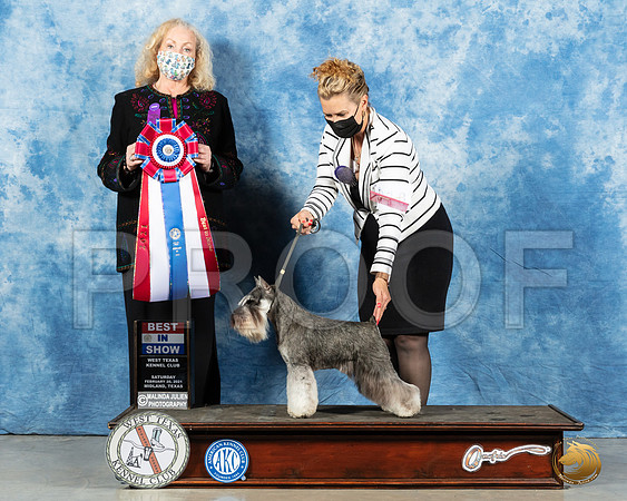 Miniature Schnauzer #10 Sat BIS Judge Kimberly Meredith_MMJ_1617_Mdlnd21_HR3