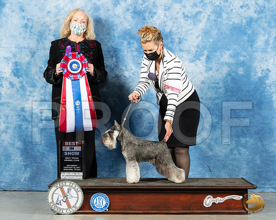 Miniature Schnauzer #10 Sat BIS Judge Kimberly Meredith_MMJ_1618_Mdlnd21_HR3
