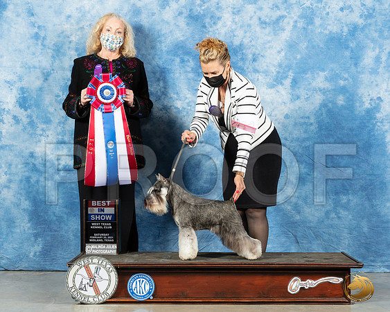 Miniature Schnauzer #10 Sat BIS Judge Kimberly Meredith_MMJ_1620_Mdlnd21_HR3