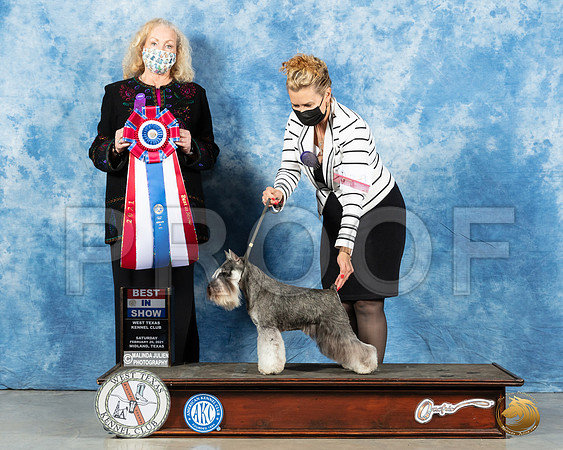 Miniature Schnauzer #10 Sat BIS Judge Kimberly Meredith_MMJ_1621_Mdlnd21_HR3