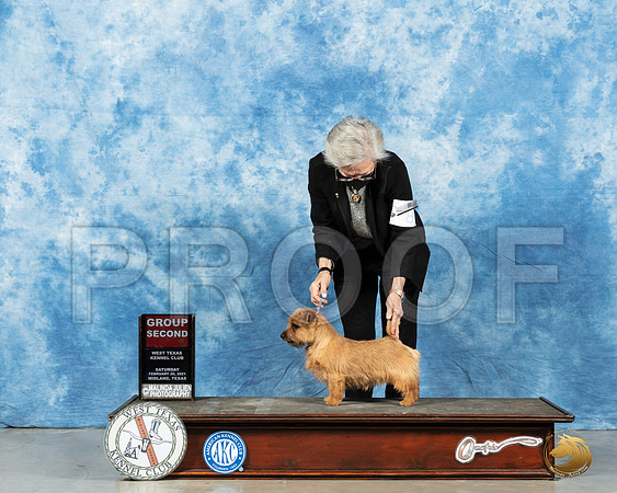 Norfolk Terrier #8 Sat G2 Judge Denny Mounce_MMJ_1453_Mdlnd21_HR3