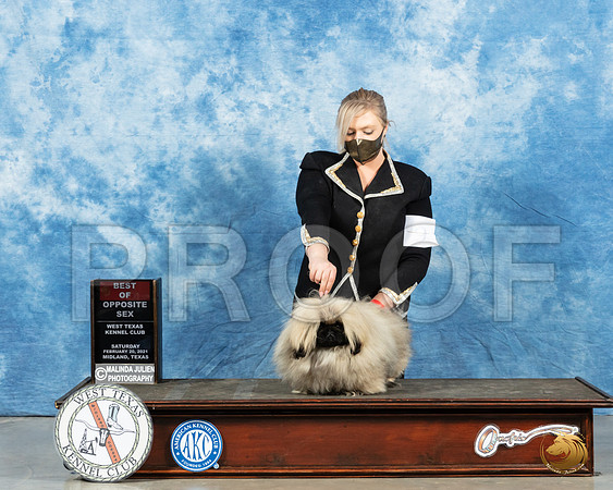 Pekingese #9 Sat WD Judge Charles Olvis_MMJ_1674_Mdlnd21_HR3