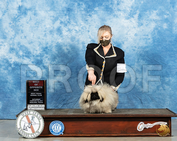 Pekingese #9 Sat WD Judge Charles Olvis_MMJ_1678_Mdlnd21_HR3