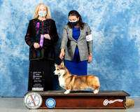 Pembroke Welsh Corgi #39 Sat WD Judge Kimberly Meredith