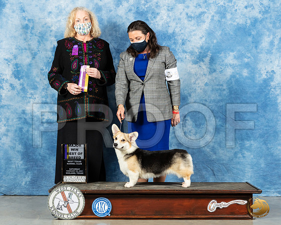 Pembroke Welsh Corgi #50 Sat WB Judge Kimberly Meredith_MMJ_1573_Mdlnd21_HR3