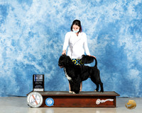 Portuguese Water Dog #7 Sat BOW Judge Dr Erik Liebes