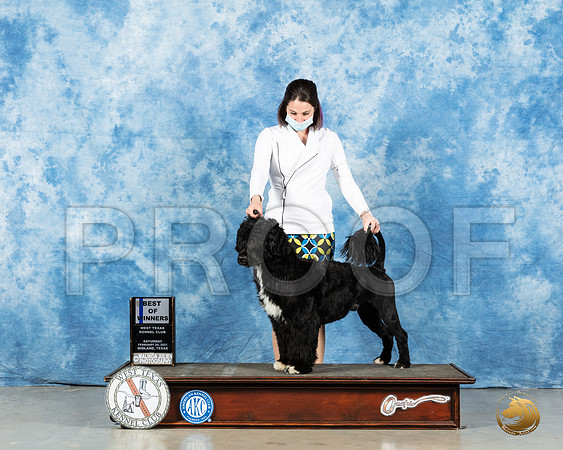 Portuguese Water Dog #7 Sat BOW Judge Dr Erik Liebes_MMJ_1160_Mdlnd21_HR3