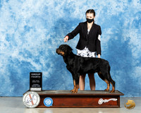 Rottweiler #10 Sat OHG4 Judge Peggy Lloyd
