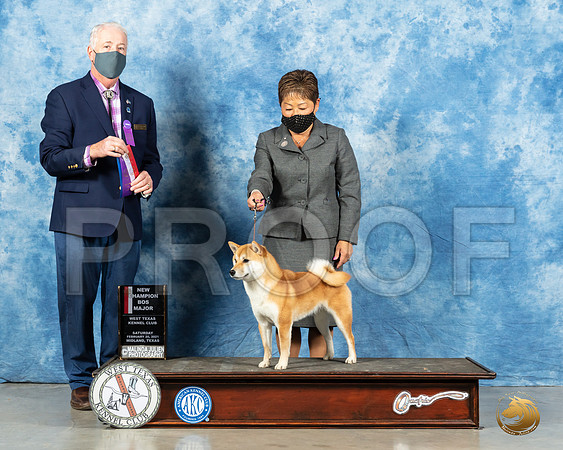 Shiba Inu #22 Sat BOS Judge Steve Keating_MMJ_1291_Mdlnd21_HR3