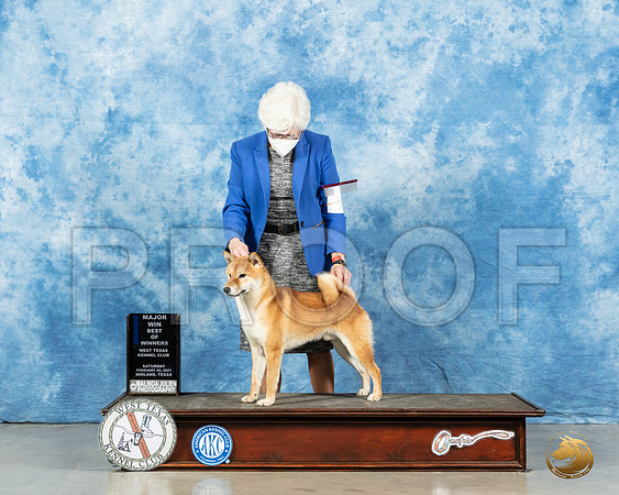 Shiba Inu #9 Sat BOW Judge Dr Steve Keating_MMJ_1331_Mdlnd21_HR3
