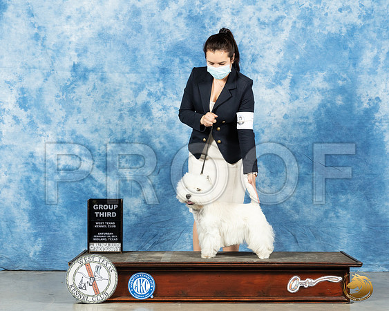 West Highland White Terrier #7 Sat G3 Judge Denny Mounce_MMJ_1455_Mdlnd21_HR3