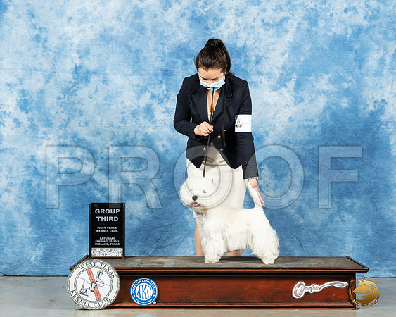 West Highland White Terrier #7 Sat G3 Judge Denny Mounce_MMJ_1458_Mdlnd21_HR3