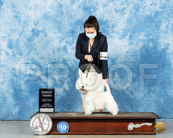 West Highland White Terrier #7 Sat G3 Judge Denny Mounce_MMJ_1460_Mdlnd21_HR3
