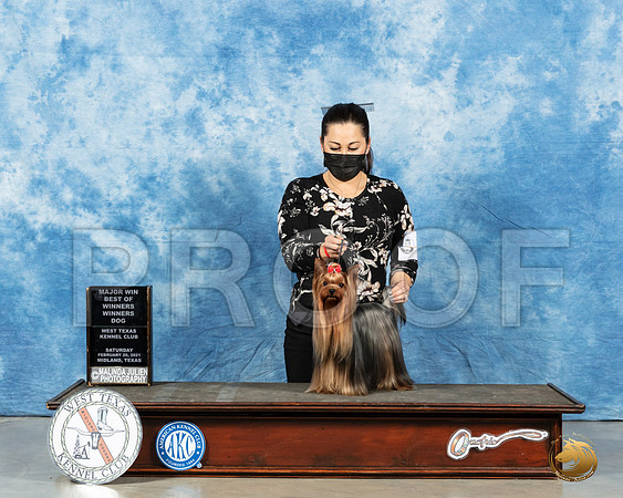 Yorkshire Terrier #25 Sat BOw Judge Charles Olvis_MMJ_1222_Mdlnd21_HR3