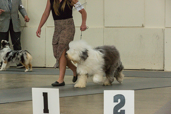 Old English Sheepdog Rings 1_JJL_0765_Fayetteville2024_HR3