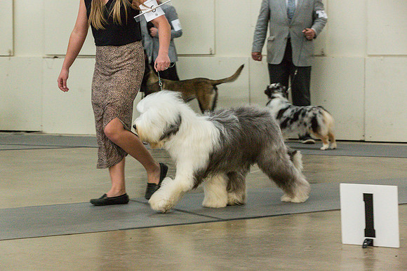 Old English Sheepdog Rings 1_JJL_0769_Fayetteville2024_HR3