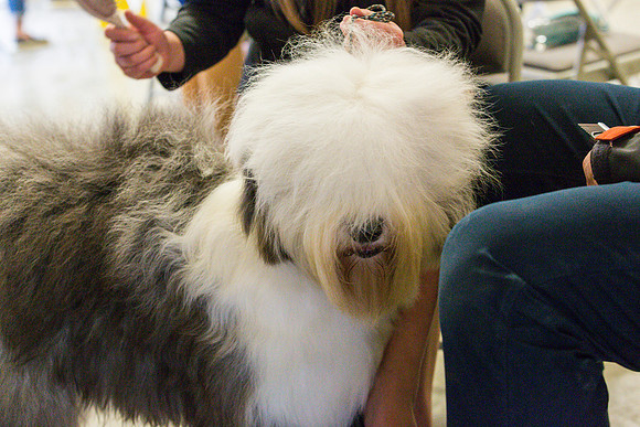 Old English Sheepdog Rings 2_JJL_0782_Fayetteville2024_HR3